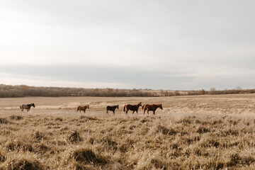 A herd of horses wandering across a golden Kansas prairie
