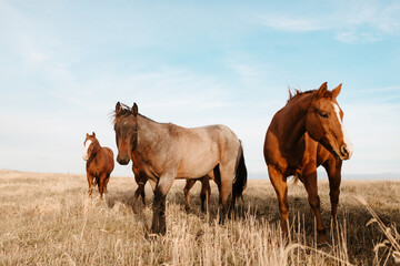 Fototapeta premium Bay roan colt with other horses standing in a dry grassy field.