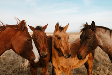 Obraz premium Four horses standing closely together in a dry grassy field.