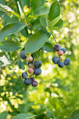 Ripe and unripe blueberries growing on a branch in natural sunlight