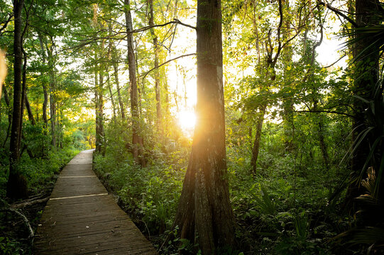 Sunlit forest boardwalk surrounded by lush greenery and trees