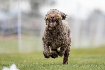 Cobberdog Labradoodle Poodle Mix Running Lure Course Sprint Dog Sport