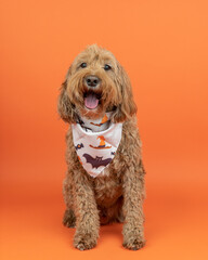 labradoodle dog sitting down in a studio against an orange backg