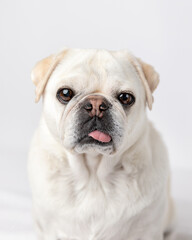 Obraz premium pug sitting in a studio against a white background, tongue out