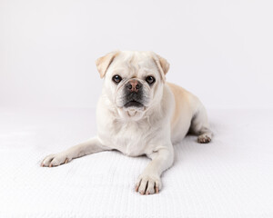 Obraz premium pug dog lying down in a studio against a white background