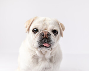 close up pug dog, head and neck only, sitting down in a studio a