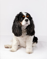 Cavalier King Charles Spaniel dog sitting down in a studio again