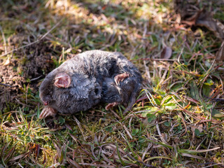 A dead mole lying in the garden in the month of February.