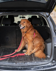 golden retriever dog sitting down in the trunk of a car
