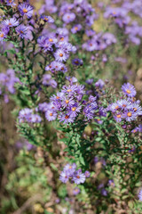 Obraz premium Bunches of Purple Aster Flowers