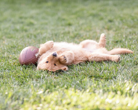 golden retriever puppy lying on his back in grass next to a foot