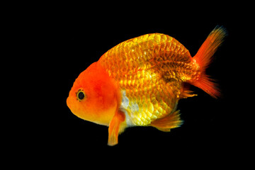 Goldfish, a lion-headed goldfish on black background