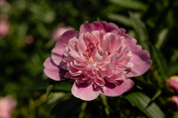 Center focus pink petals on spring peony flowering bush