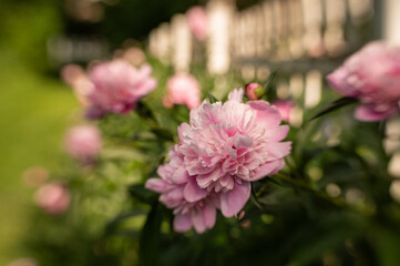Obraz premium Beautiful pink peony flower plants along white picket fence in a