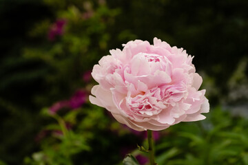 Blooming pale pink peony flower with green and fuchsia leaves