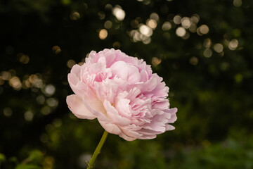 Golden hour backlit spring pink peony flower for Valentine's and