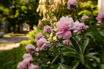 Obraz premium Backyard garden pretty in pink peony flowers bloom for Mother’