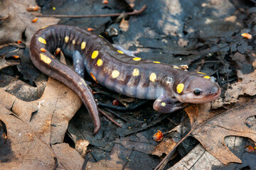Spotted salamander on forest floor during spring migration