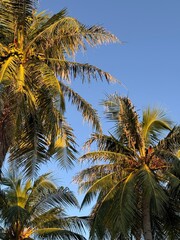 coconut palm tree
