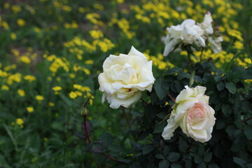 White roses set against a yellow flower backdrop