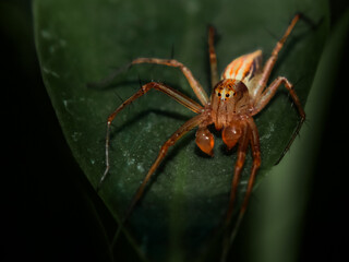 Spider jumping 