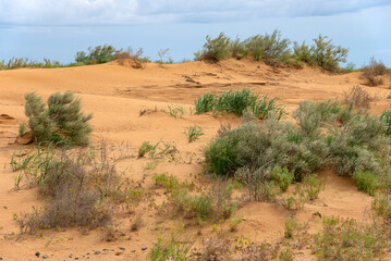 A sunny spring day in the steppes of the Republic of Kalmykia. Russia