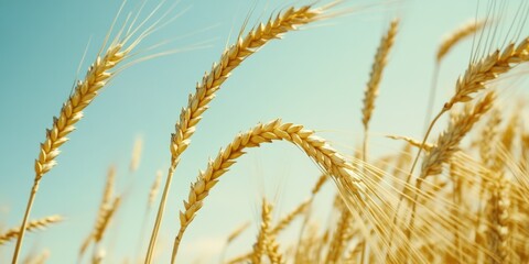 Sunlit grain, sky background.