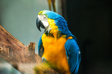 Captivating Blue and Yellow Macaw Perched Gracefully on a Branch