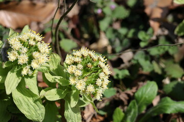 春一番雪の下から芽吹く