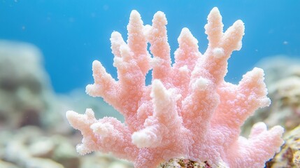 Pink coral reef underwater ocean scene (2)