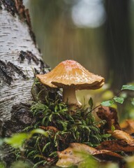 Fototapeta premium Wild mushroom growing at the base of a birch tree in a rainy forest. Autumn nature and fungi concept