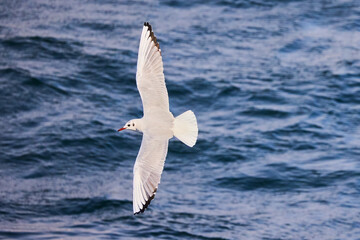 seagull in flight