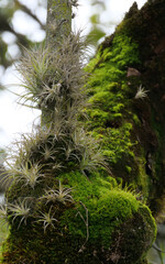 Vertical image of Close up of airplants and green moss growing on a tree trunk. Background blurred or out of focus