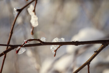 
Snow-covered tree branches with small leaves are close in the foreground, while in the background you can see the forest, which is also covered with snow.
