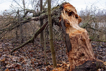 The image shows a close-up of a fallen tree cut down by beavers. Fresh shavings and teeth marks...