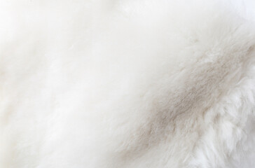 A white fur with a lot of texture