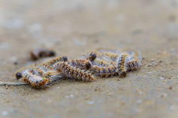 group of pine processionary caterpillars ,Thaumetopoea pityocampa, on the ground of a pine forest