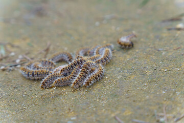 group of pine processionary caterpillars ,Thaumetopoea pityocampa, on the ground of a pine forest