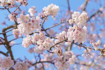 Obraz premium close-up of an cherry blossom branch with blue sky in the background