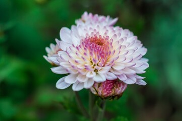 Close-up view of a delicate white chrysanthemum with subtle pink tips on its petals