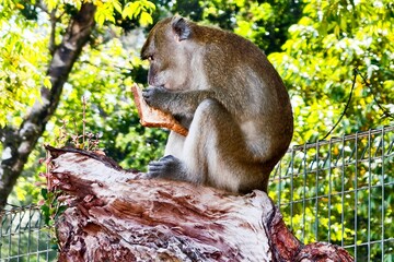  Wild Macaque Monkey Eating Bread on Tree Stump in Nature