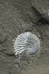 Mesozoic ammonite at Volga coast © Anastasia