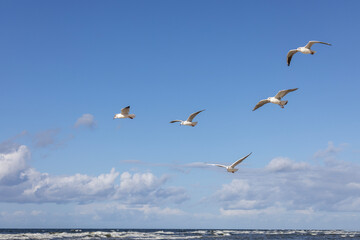 Group of seagulls flying over the water of the Baltic Sea on a background of blue sky, Miedzyzdroje, Poland