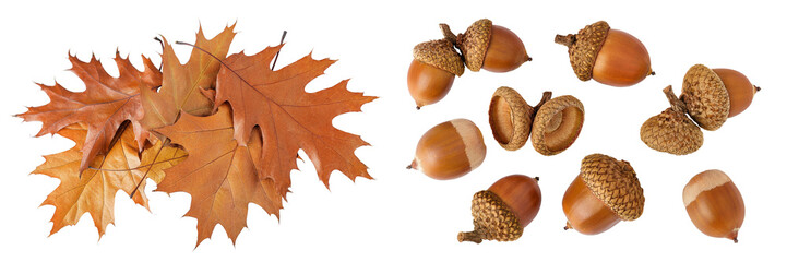Autumn oak leaf and acorns isolated on white background. Fall season foliage. Top view. Flat lay