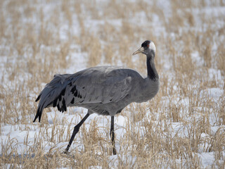 Common Crane in snow