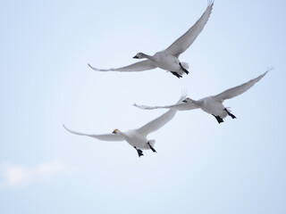 Obraz premium Whistling Swans flying