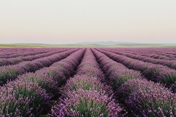 Fototapeta premium Lavender fields stretch endlessly under soft pastel skies, creat