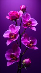 Bright pink orchids are gracefully arranged against a vibrant purple background, creating an elegant composition.