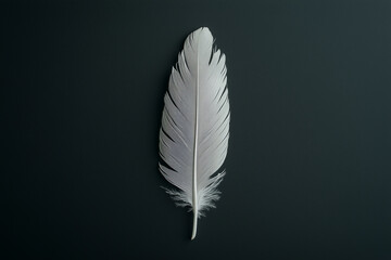The Elegance of a Single Feather on a Bold Black Backdrop.
