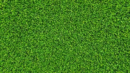 Obraz premium A rich carpet of vibrant green leaves, showcasing the beauty of healthy and lush foliage